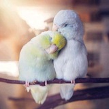 منطقه ی آزاد