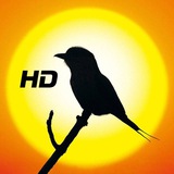 High Quality Bird GIFs