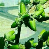 آوای بلوط