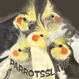 🌾 Parrot's slave 🪵