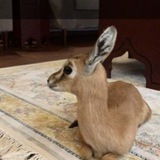 عاشق『 🦌 』 الغزلان