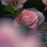 خلفيات وتصاميم لأهل القرآن🌸