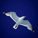 Ricerca della Verità 🕊