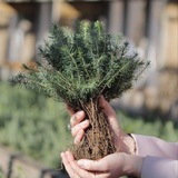 БРЕСТСКИЙ ЛЕСНОЙ 🌲