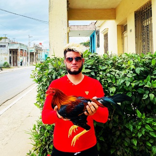 Peleas de Gallos Cuba para el mundo.
