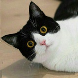 کانال پیشی ها 🐱 🐈