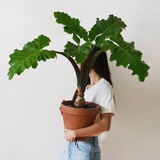 Terracotta & my plants 🪴