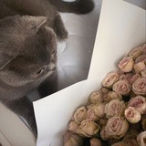 ძᥱᥣᥙ᥉Ꭵ᥆ꪀ .