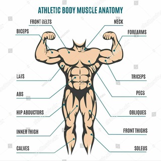 Muscle Morphology
