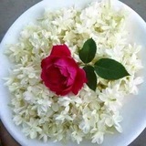 گلسرخی با گلبرگهایی از یاس