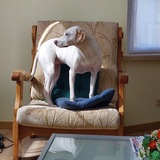 Мила и Хася
