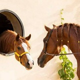 الـأثــر الـجـمـيـل" 🌿 🐎