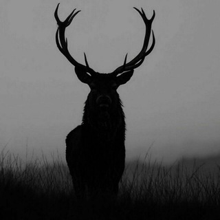 ⚜WILD⚜