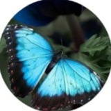 🦋 🍃 En Armonía