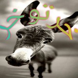 خرتوخر