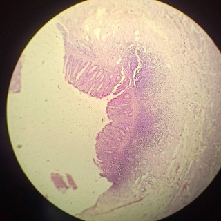 Pathology Practicals PPT