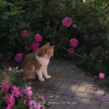 ﮼ آيـه .