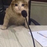𝐌𝐄𝐌𝐄𝐒 𝐈𝐂𝐎𝐍𝐒