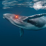 WhalePump DeFi Revolution