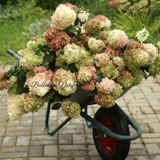 Гортензии - pitomnikflowers