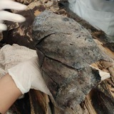 Anatomy dissection videos