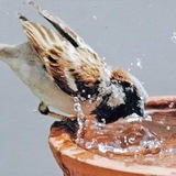ટહુકો 🐥