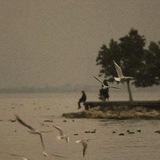 الرايـہ'ة البيضـاء 🕊 .