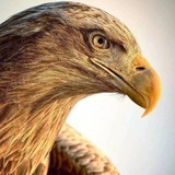 Eagle Eye 🇮🇳