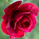 🌹 💞 شعر و غزل <i class="emoji" style="background-image
