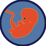Speeducation - Embryology