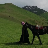 معاذ الفضلي