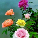 🌺ایستگاه آرامش🌺