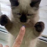 Котики