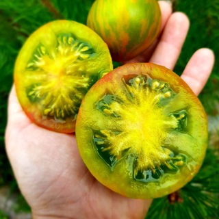 🌱 Зеленая_жизнь 🌱