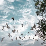 حُـور العیــن