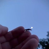 وفاداران جعبه سیاه 🍃