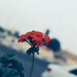 عبارة ✍