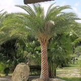 كن كالنخلة 🌴