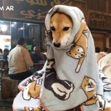 ميمز جولد