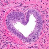 Practical Histology 🔬