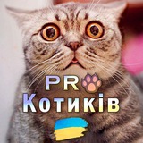 PRO Котиків 🇺🇦