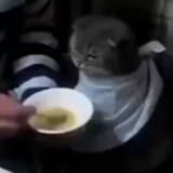 Cat Gif