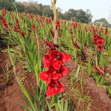 Agriculture Objectives