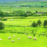 Irish Family