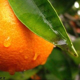 بوی نارنج