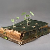 Viriditas. Философия растений 🌱