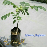 کانال باغداری نوین