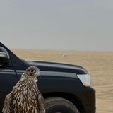القحطانيّ ⚡︎ .