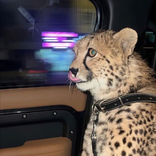 اغانينـا🐆