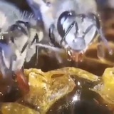 مدونة النحل و الزراعة و النباتات